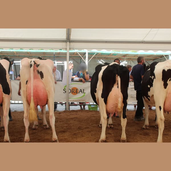 2 octobre 2025 - Concours interdépartemental Prim’Holstein, Brienne-le-Château