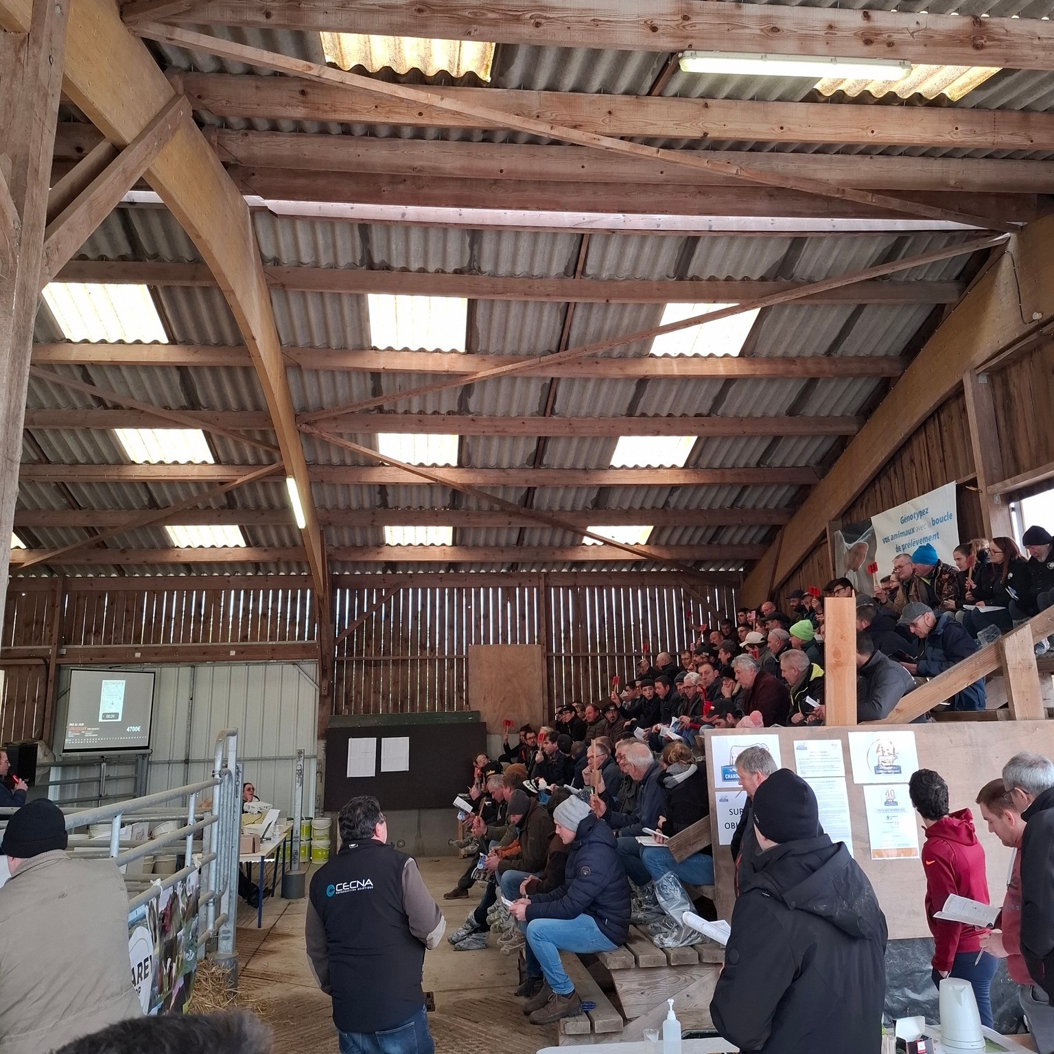 Le 27 janvier 2025 - Vente des veaux reproducteurs