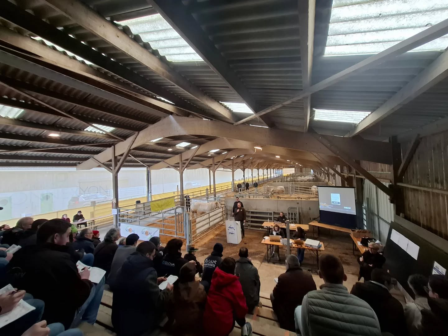 Ventes des veaux reproducteurs à Charmoy